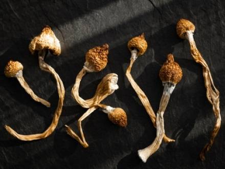dried magic mushrooms