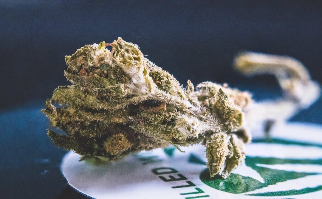 Detailed view of a dried cannabis bud, showcasing its texture and trichomes.