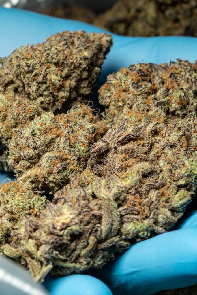 Close-up of fresh cannabis buds held in blue gloves, highlighting texture and detail.